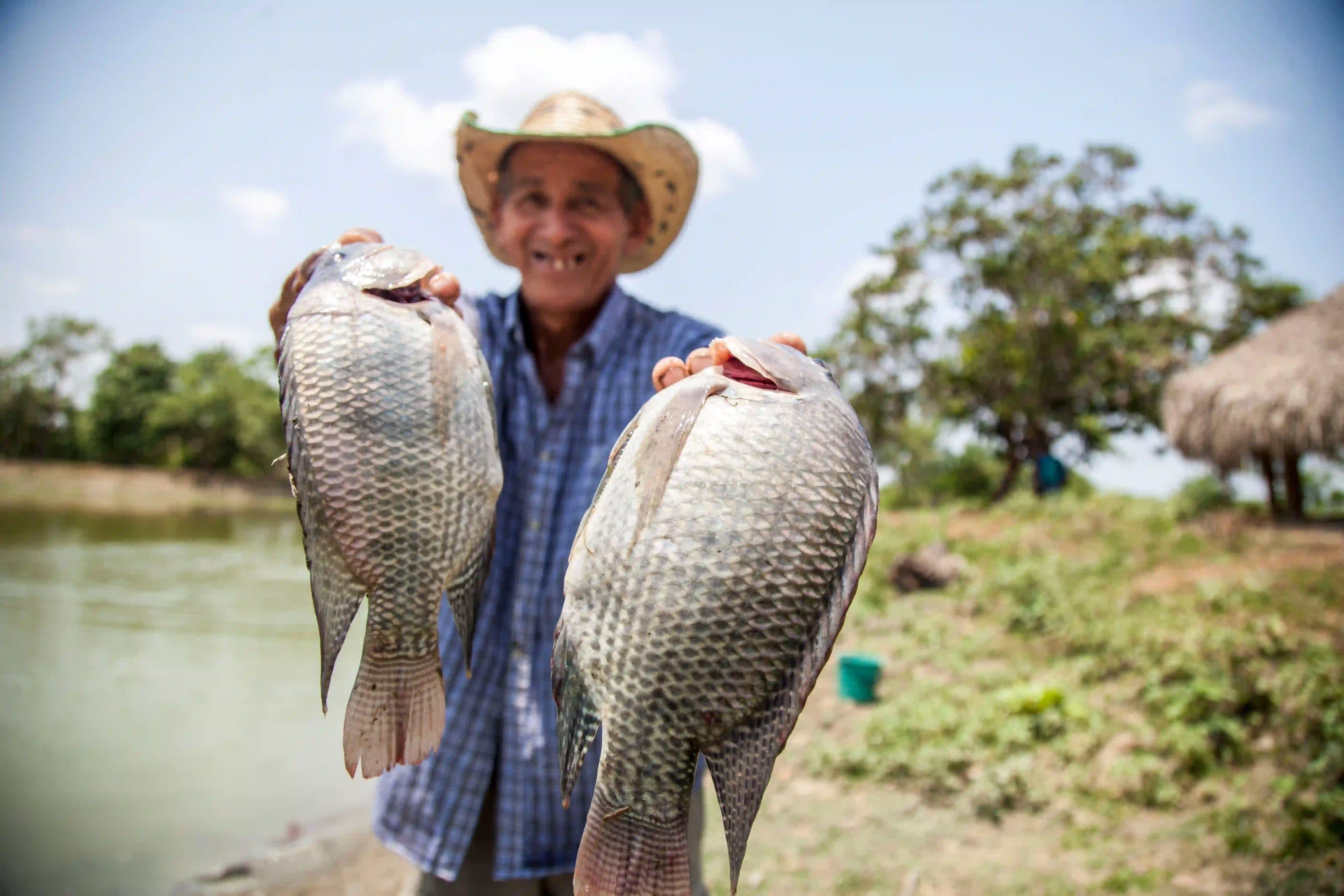 Tilapia Roja